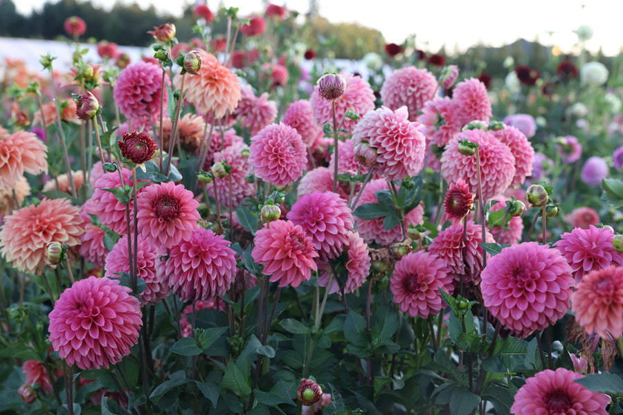 Royalties & Dahlia Introductions