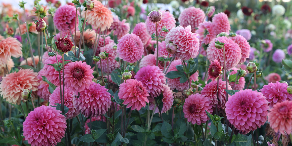 Royalties & Dahlia Introductions