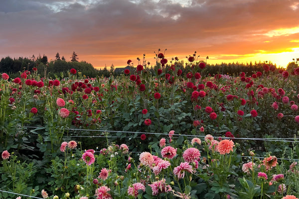 2024: A Year in Review