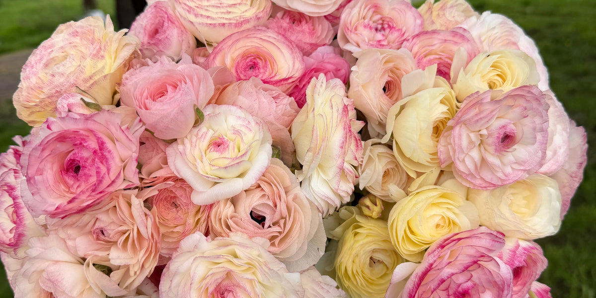 Growing Ranunculus and Anemones