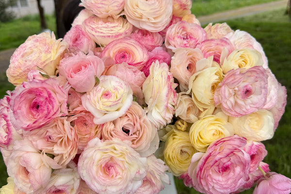 Growing Ranunculus and Anemones
