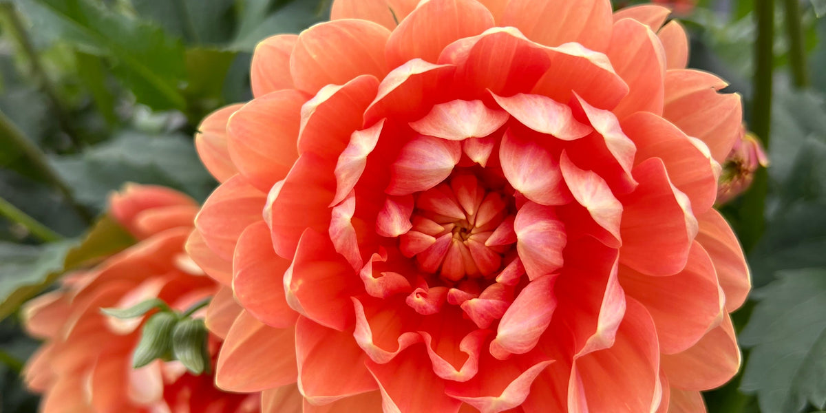 Dividing And Storing Dahlias Part 1