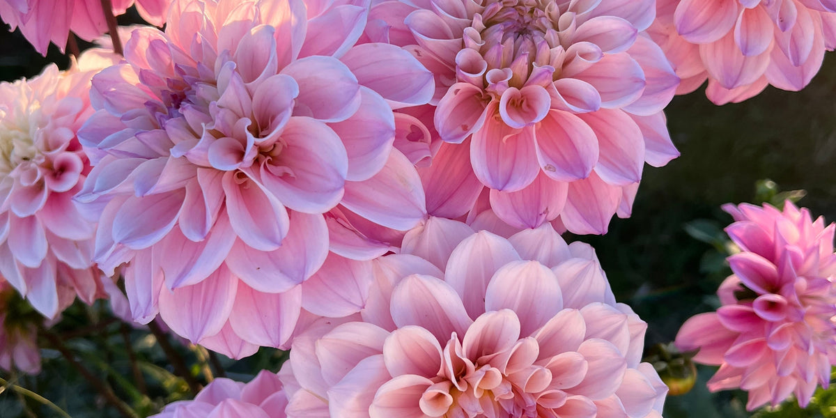 Dividing Difficult Tuber Clumps