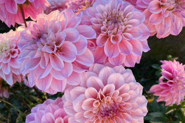 Dividing Difficult Tuber Clumps