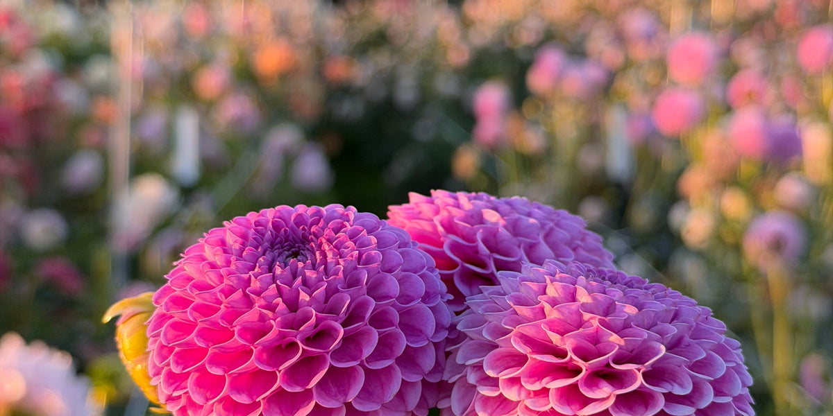 How To: Storing Dahlias
