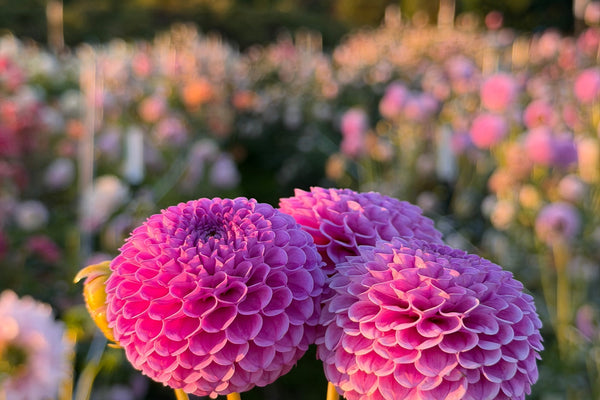 How To: Storing Dahlias