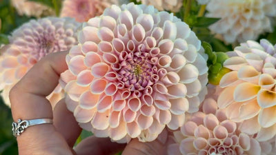 A Tour of Our Dahlia Field