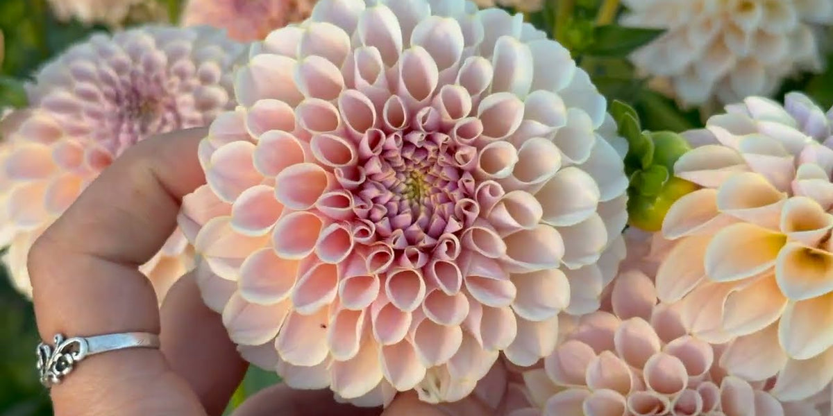 A Tour of Our Dahlia Field