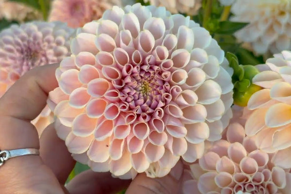 A Tour of Our Dahlia Field