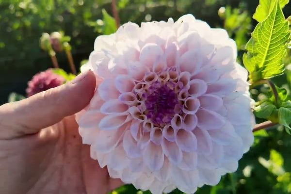 The Dahlias Are Here!