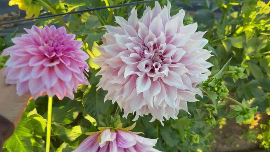 Ducks and Dahlias
