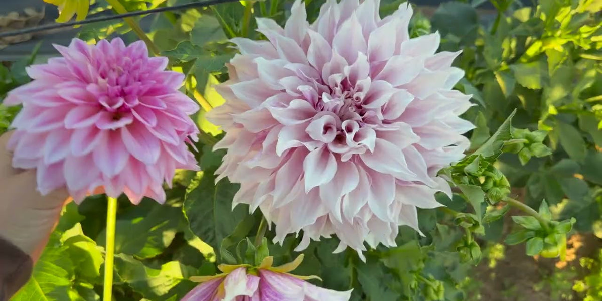 Ducks and Dahlias