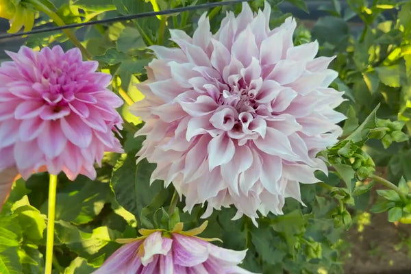 Ducks and Dahlias