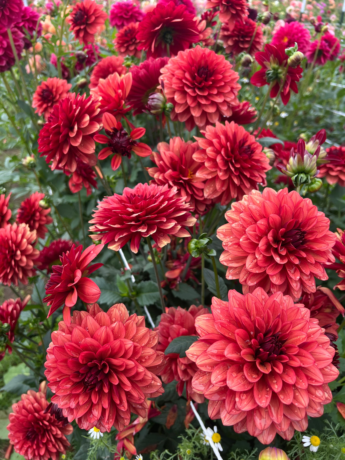Dahlias