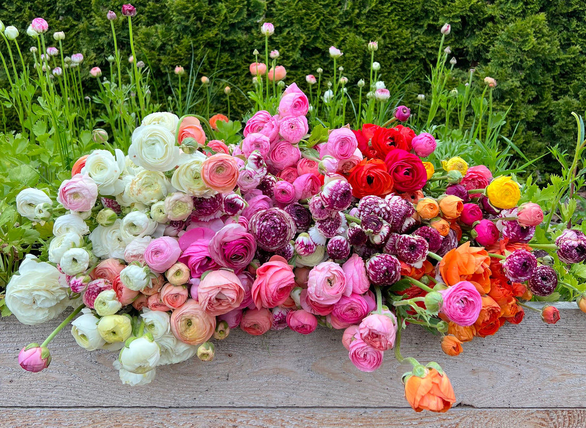Spring Bulbs & Corms
