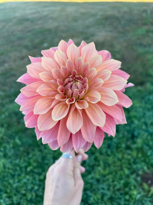 Dahlia Seedlings