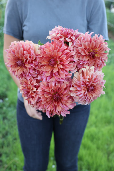 Lakeview Storm (Limit 2)