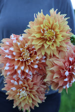 Bloomquist Candy Corn