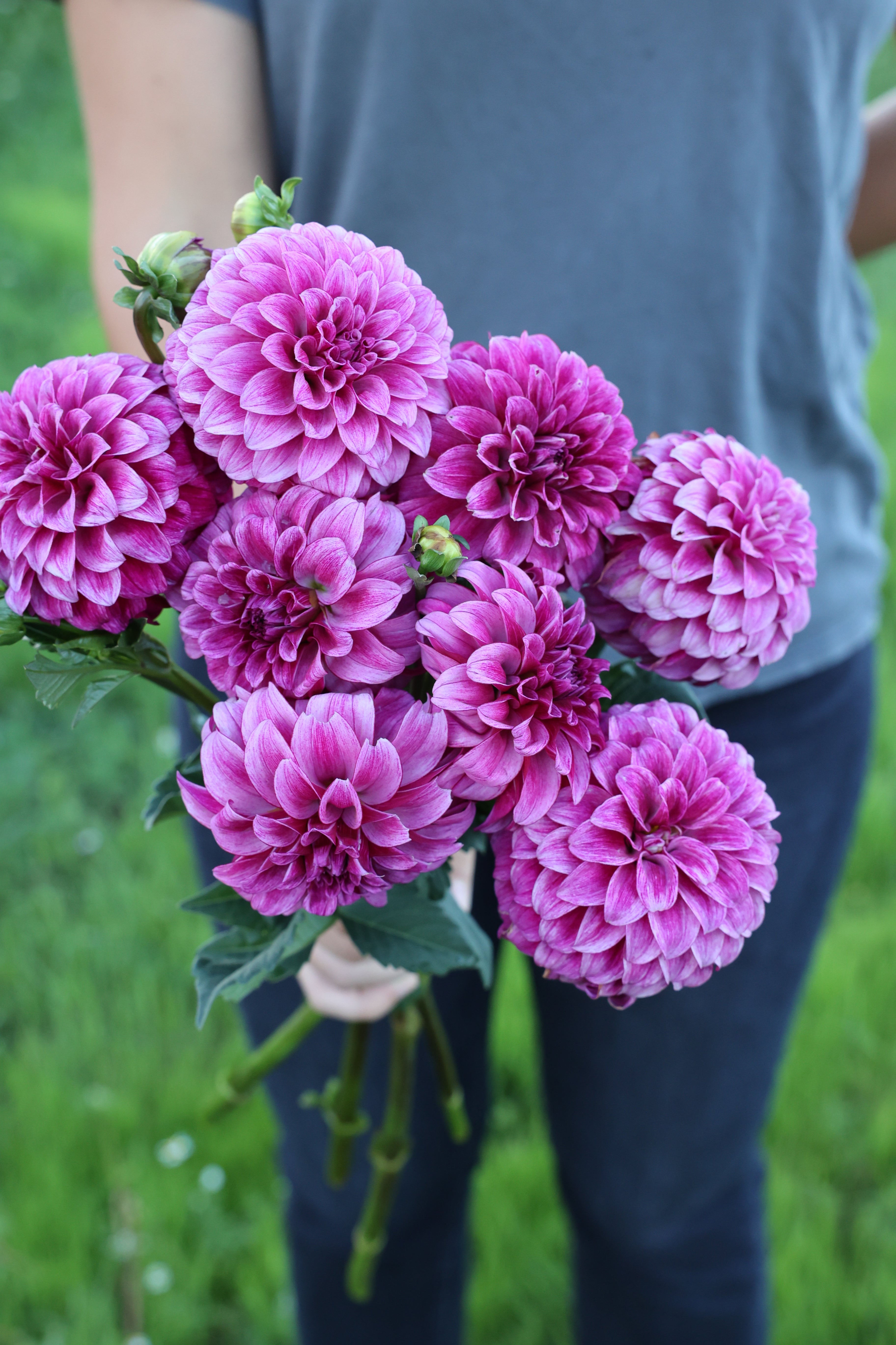 Dahlias – Page 6 – Micro Flower Farm