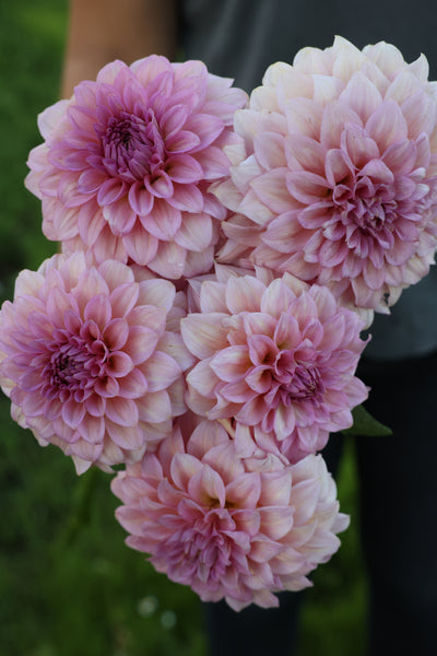 Levi's Bubblegum (Limit 1)