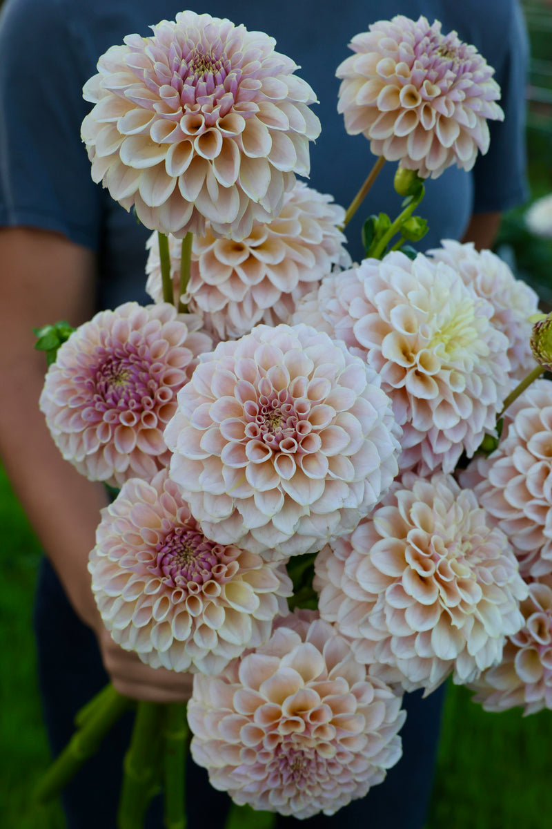 KA's® Cinder Rose
