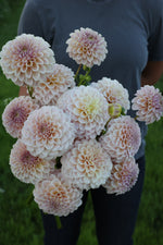 KA's® Cinder Rose
