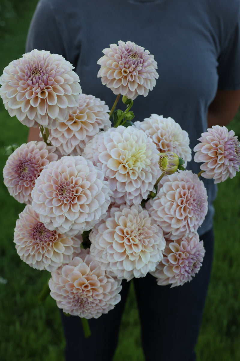 KA's® Cinder Rose