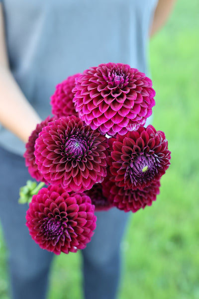 Saddlerock Tiny Giant (Limit 2)