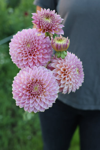 Skipley Spot of Gold