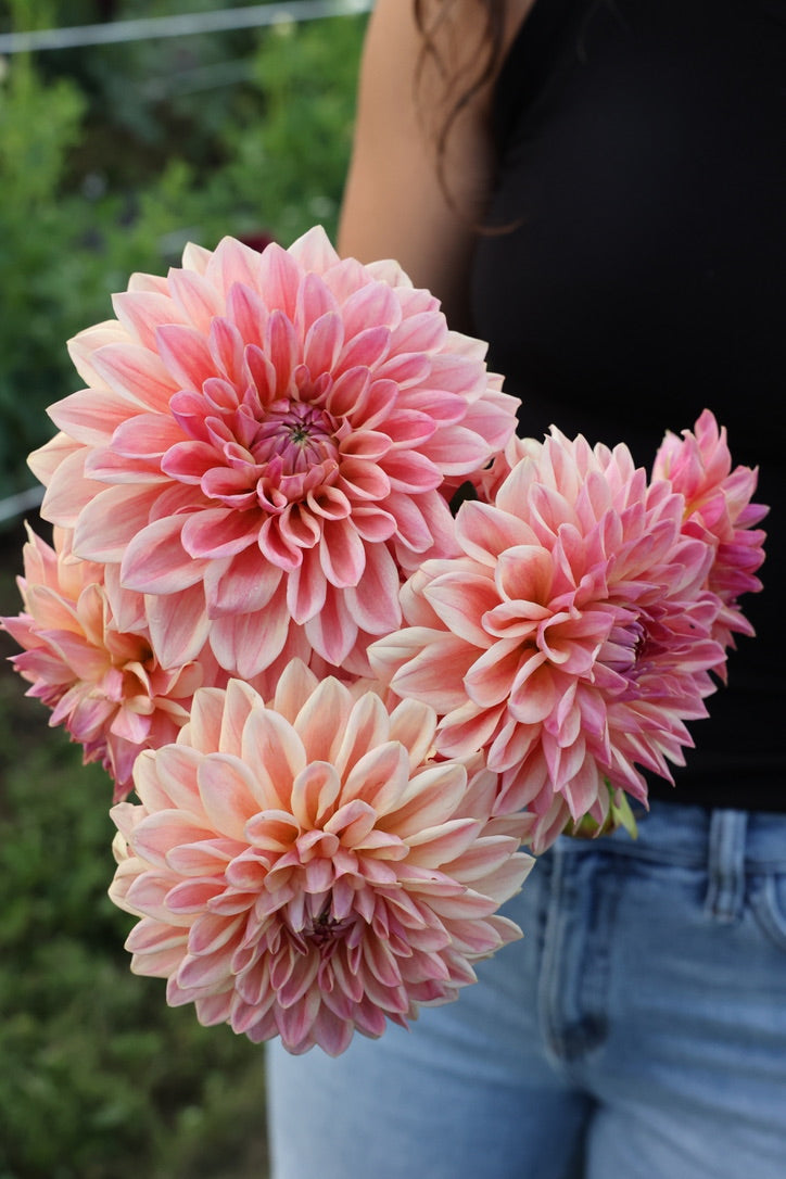 KahoRiho10点②ドライフラワー KA's® Honi – Micro Flower Farm