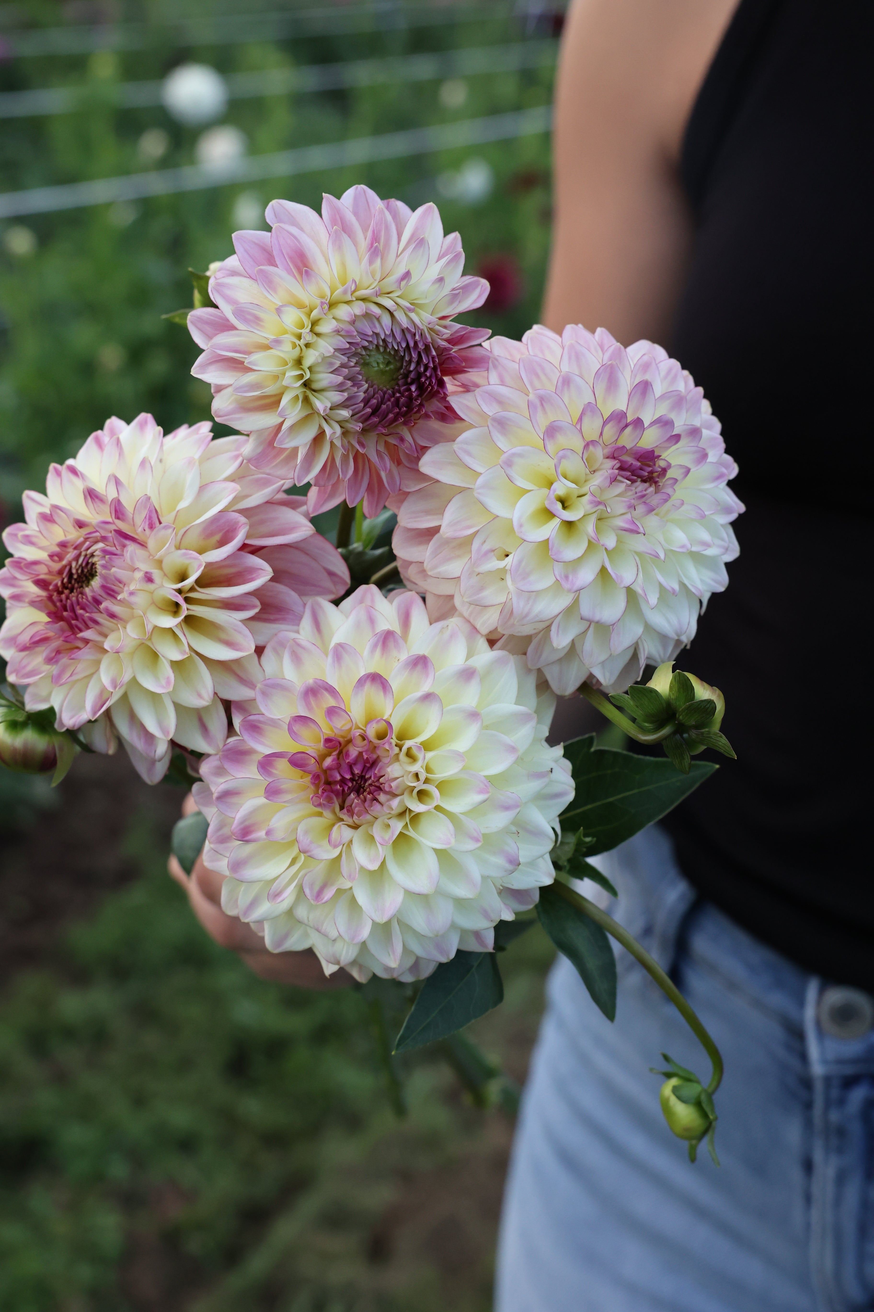Dahlias – Micro Flower Farm