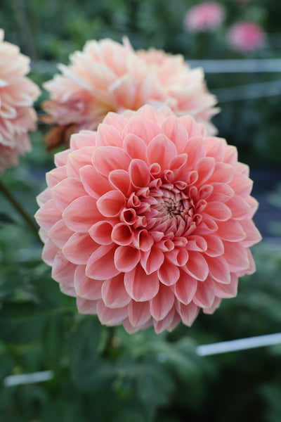 Lakeview Lady (Limit 2)