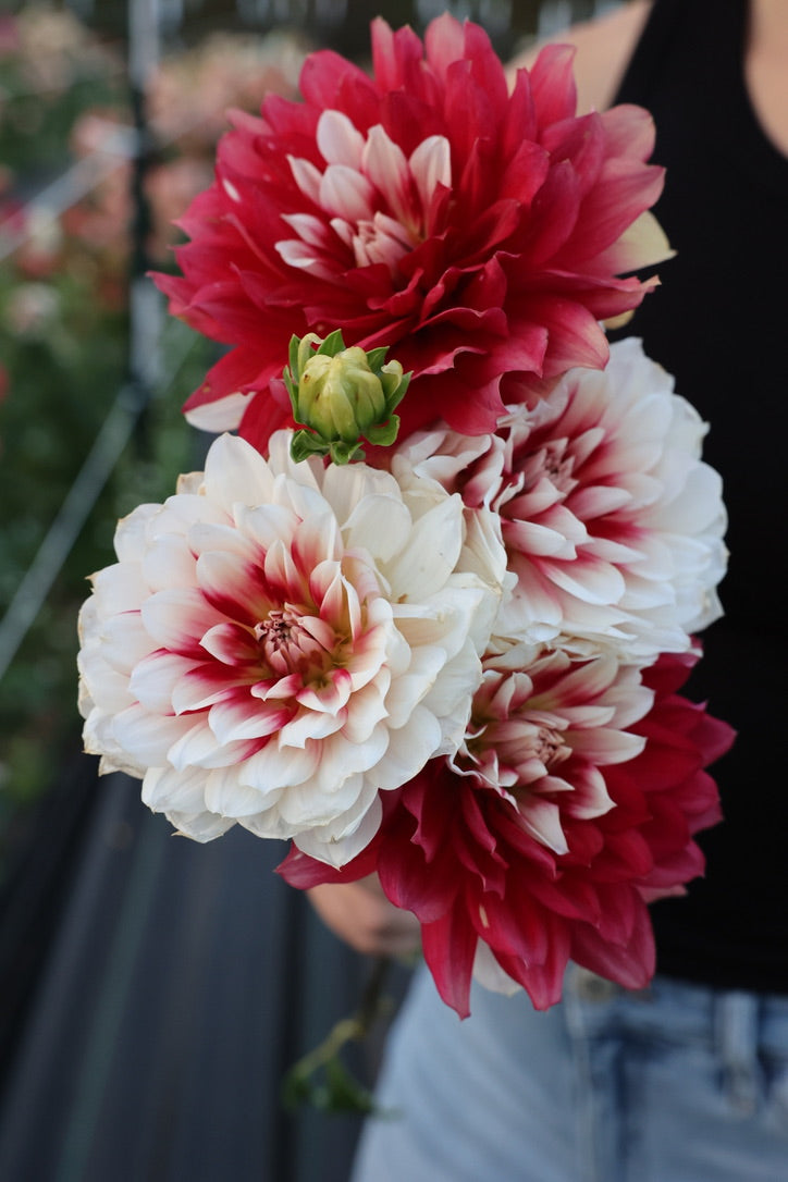 スノーボード DAHLIA 250 Hollyhill Snowfire Sport – Micro Flower Farm