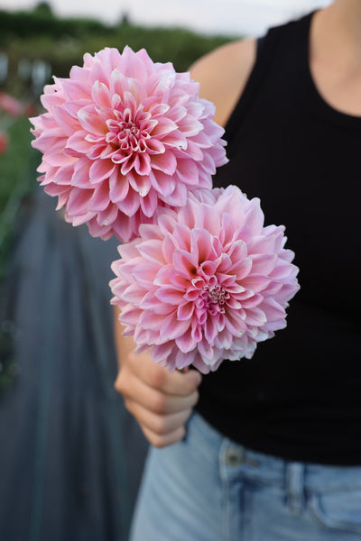 Lee's Saltwater Taffy