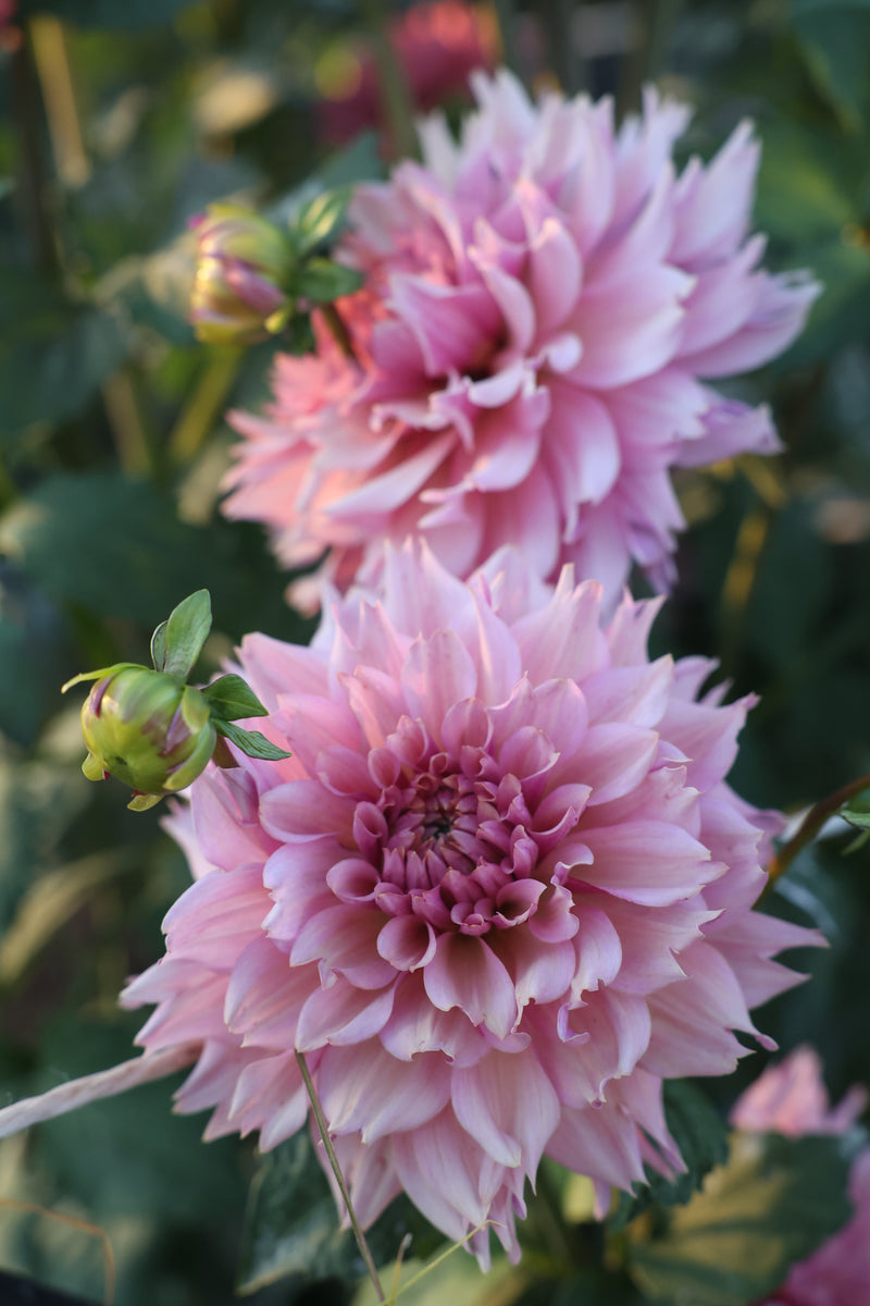 La Belle Epoque (Limit 1)
