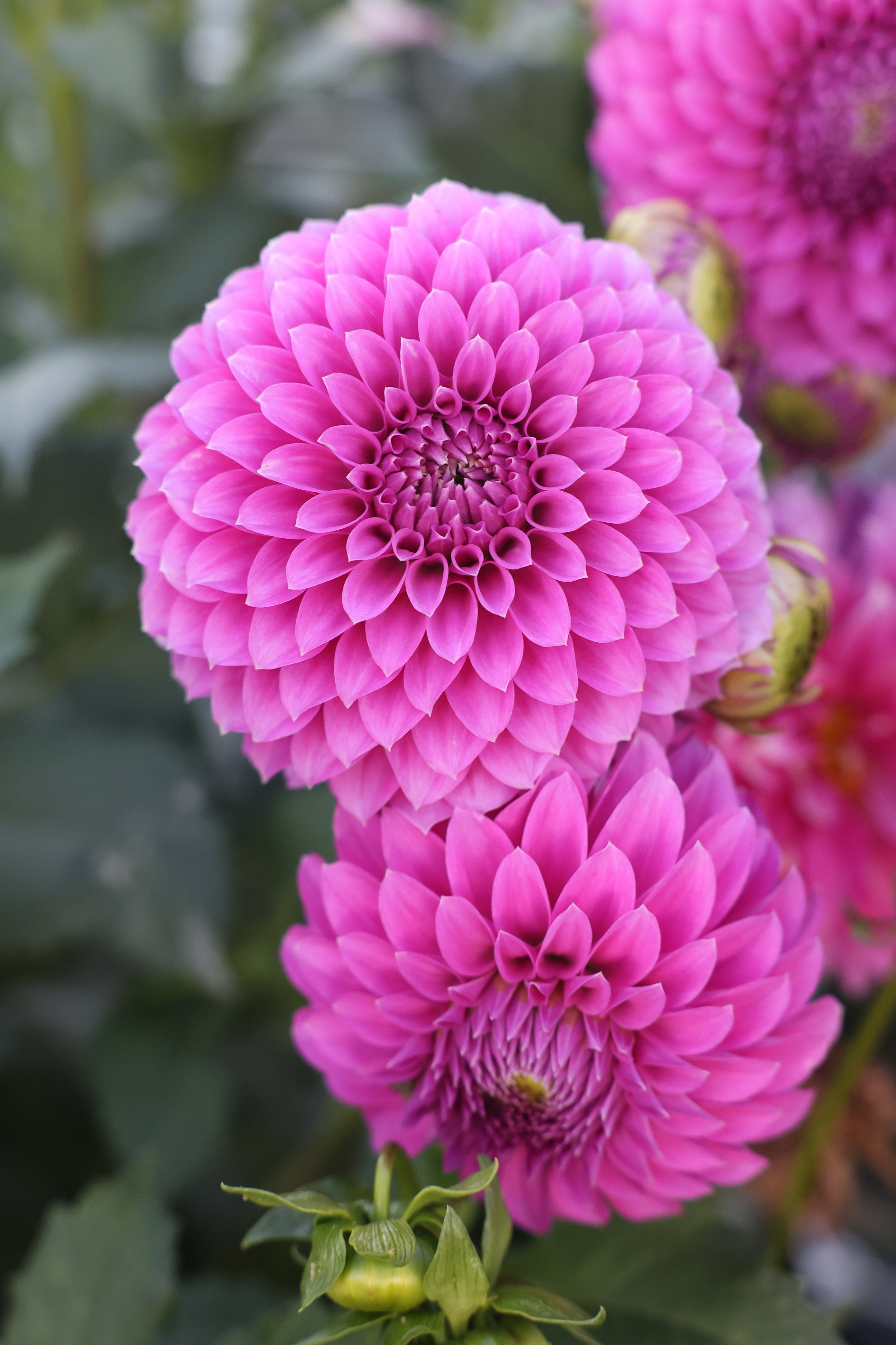 Allen's Foxy Lady – Micro Flower Farm