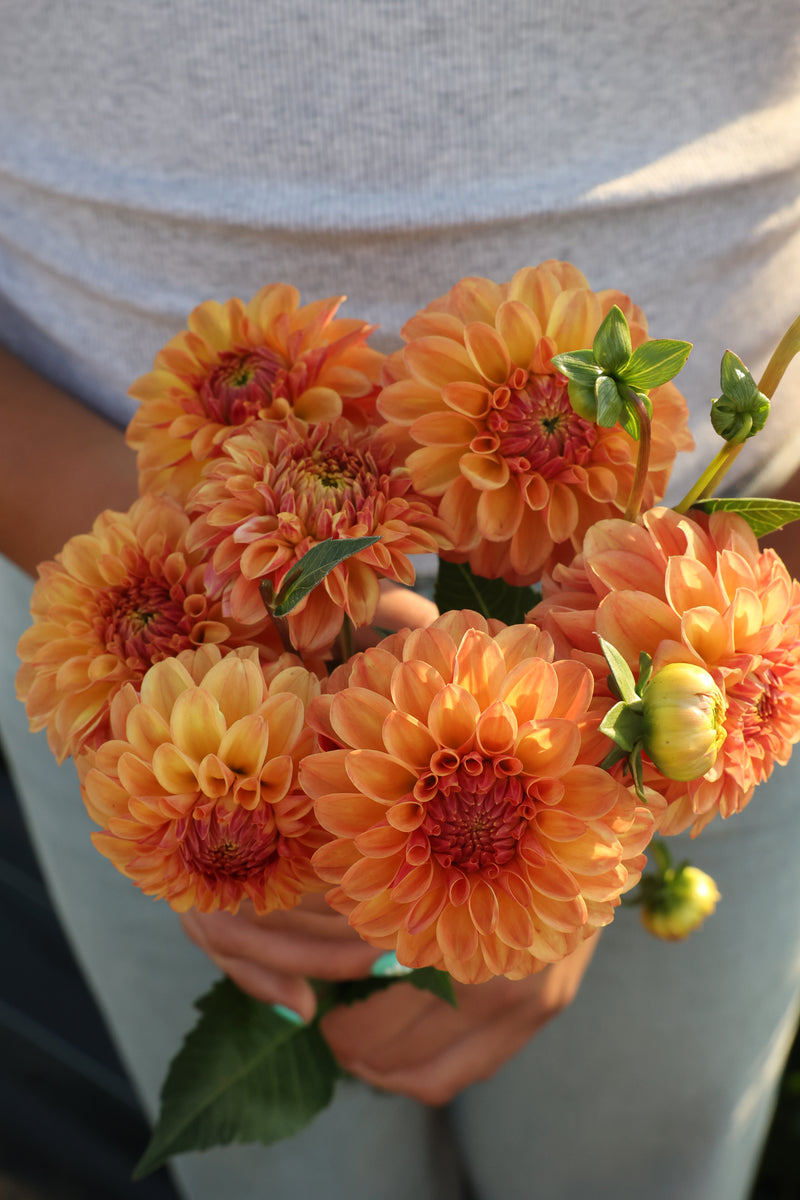Florelie Mandarin