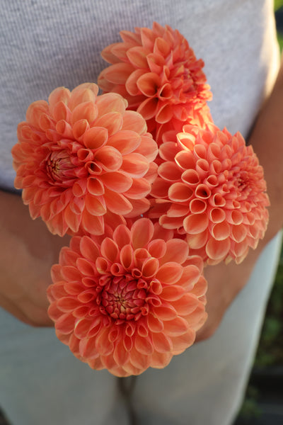 Florelie Angostura