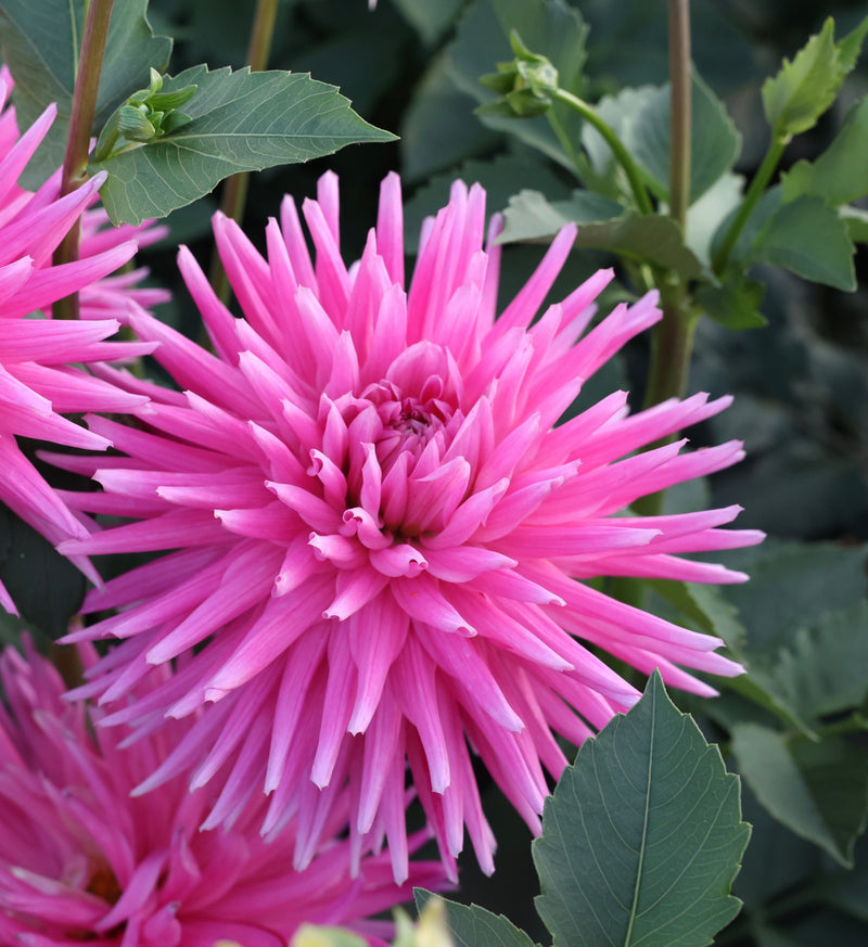 Sandia Barbie