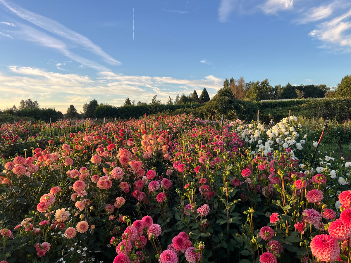 Tuber Sale Terms & Conditions