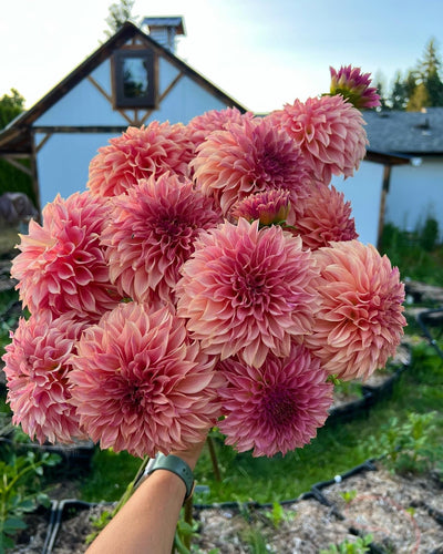 Mastering Growing Dahlias... without stress!