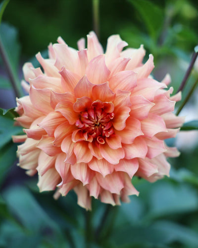 Peach Bud