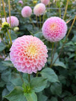 Hollyhill Pollyanna