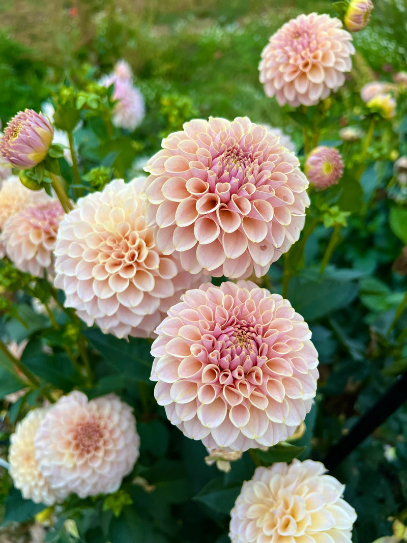 KA's® Cinder Rose