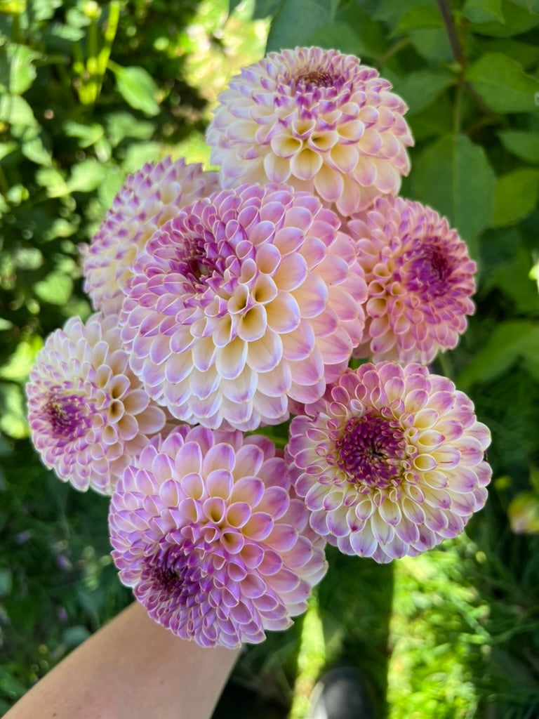 Hapet Pearl