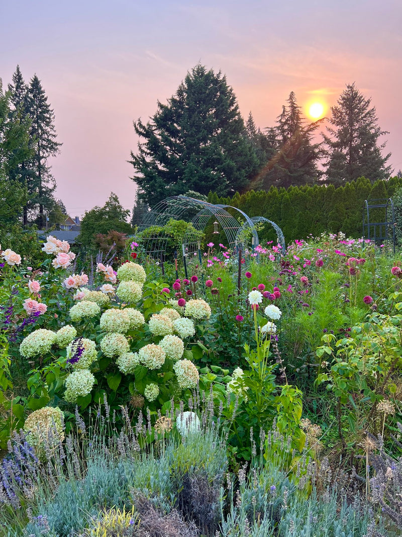 Design Course: Creating a Flower Farm to Look like a Cottage Garden