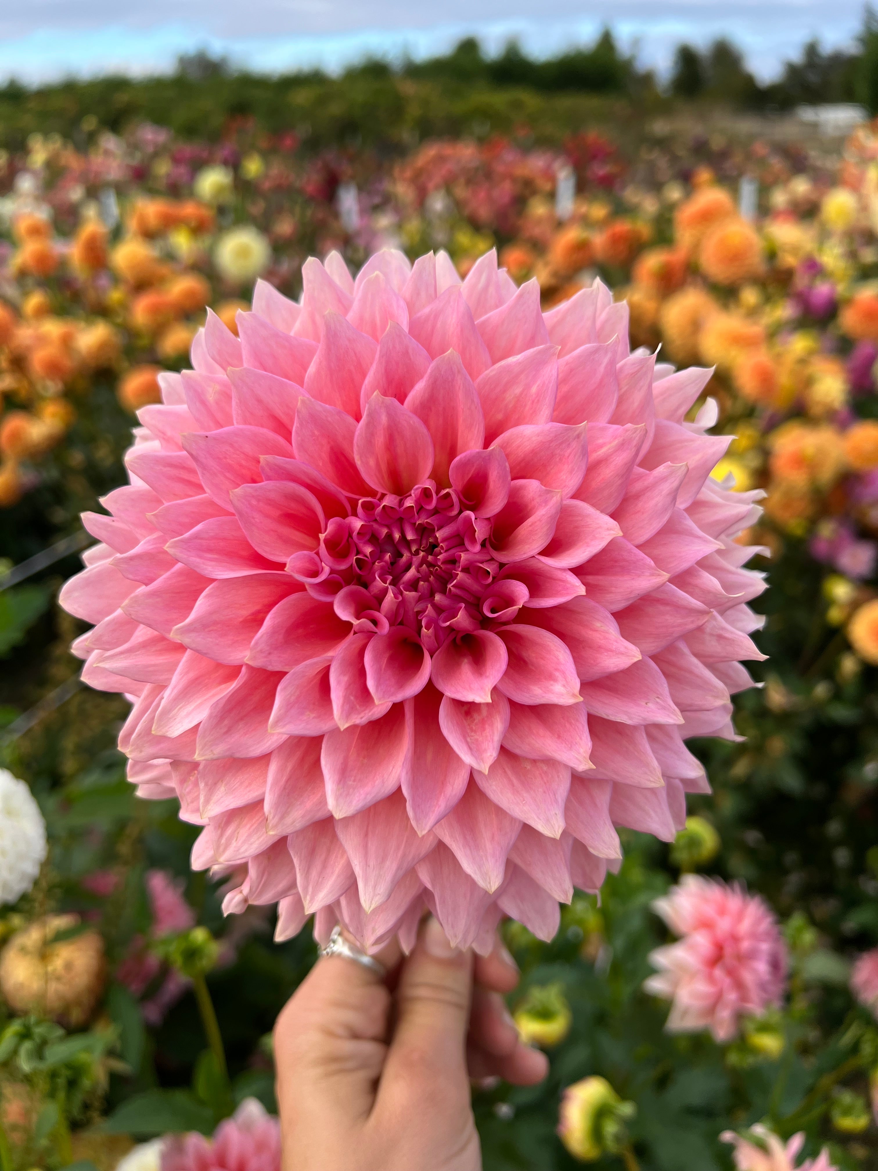 Wyn's Pink Pearl – Micro Flower Farm Wyn's Pink Pearl – Micro Flower Farm