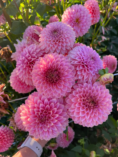 Bloomquist Pink Parfait