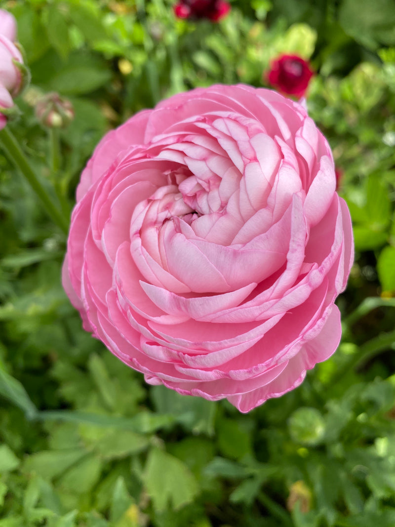 Elegance Rosa (20 corm package)