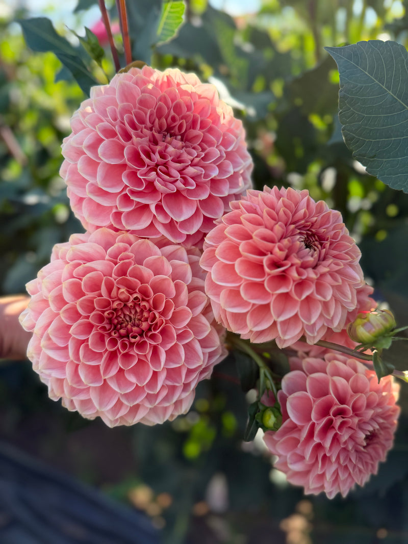 BK Romance